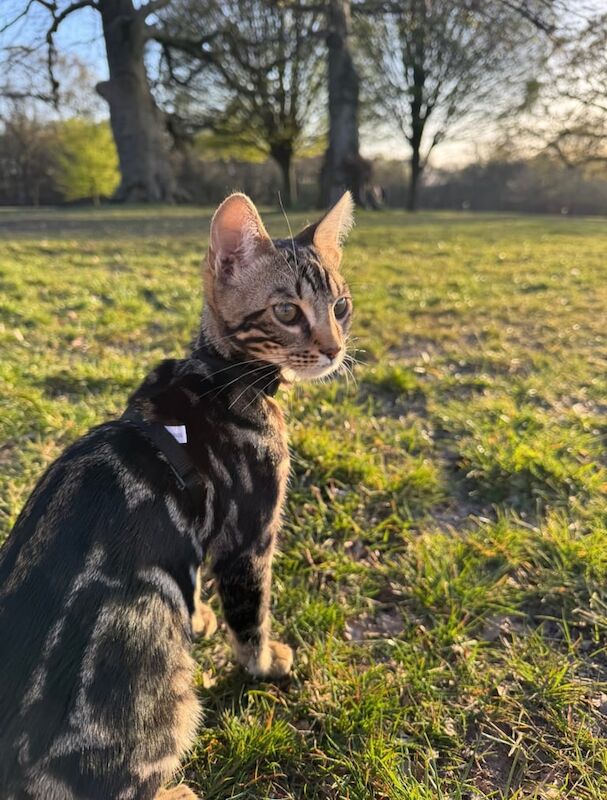 Bengal kittens for sale in Dingle, Merseyside – 7 months old - Image 3 of 3