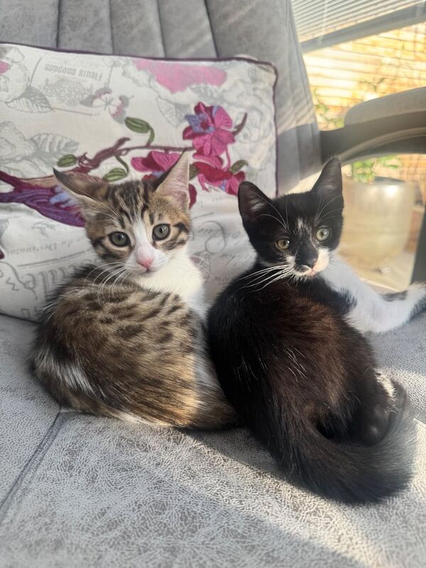 Bengal kittens for sale in Newham, Cornwall – 10 weeks old