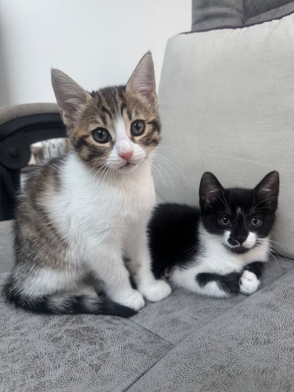 Bengal kittens for sale in Newham, Cornwall – 10 weeks old - Image 2 of 3