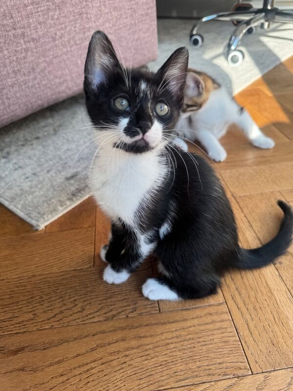Bengal kittens for sale in Newham, Cornwall – 10 weeks old - Image 3 of 3