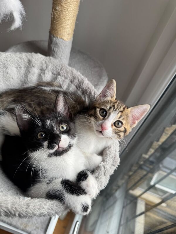 Bengal kittens for sale in Newham, Cornwall – 11 weeks old