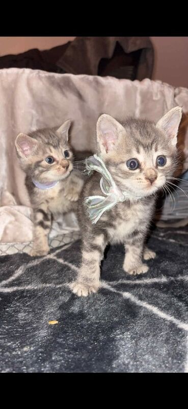 Bengal kittens for sale in Bishop Auckland, Durham – 7 weeks old