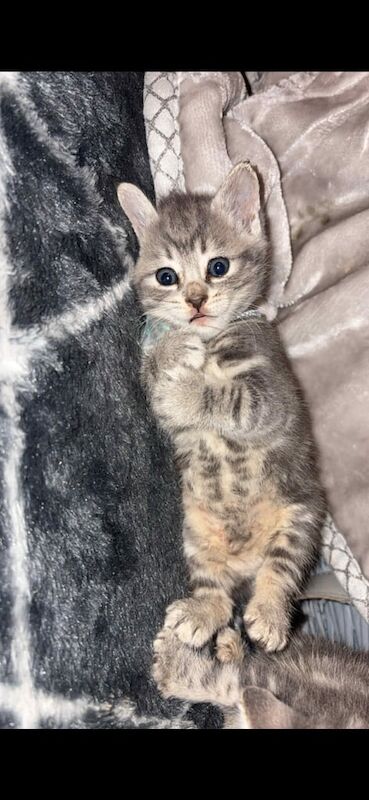 Bengal kittens for sale in Bishop Auckland, Durham – 7 weeks old - Image 2 of 3