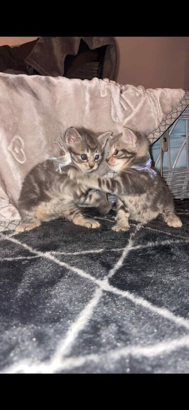 Bengal kittens for sale in Bishop Auckland, Durham – 7 weeks old - Image 3 of 3