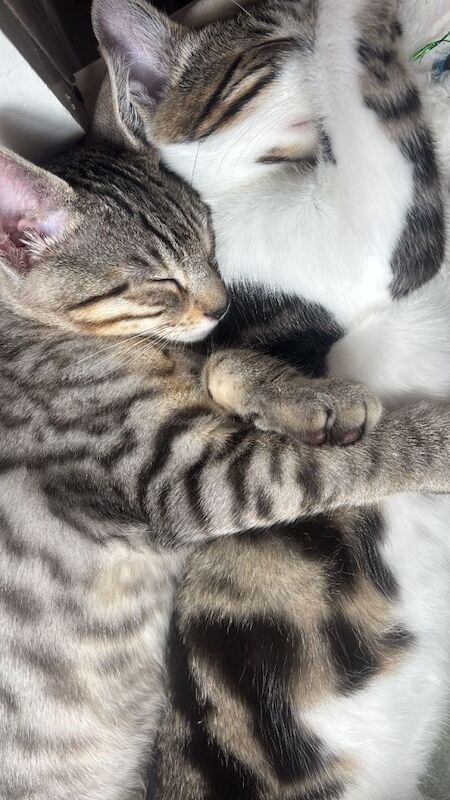 2 beautiful half Bengal boys