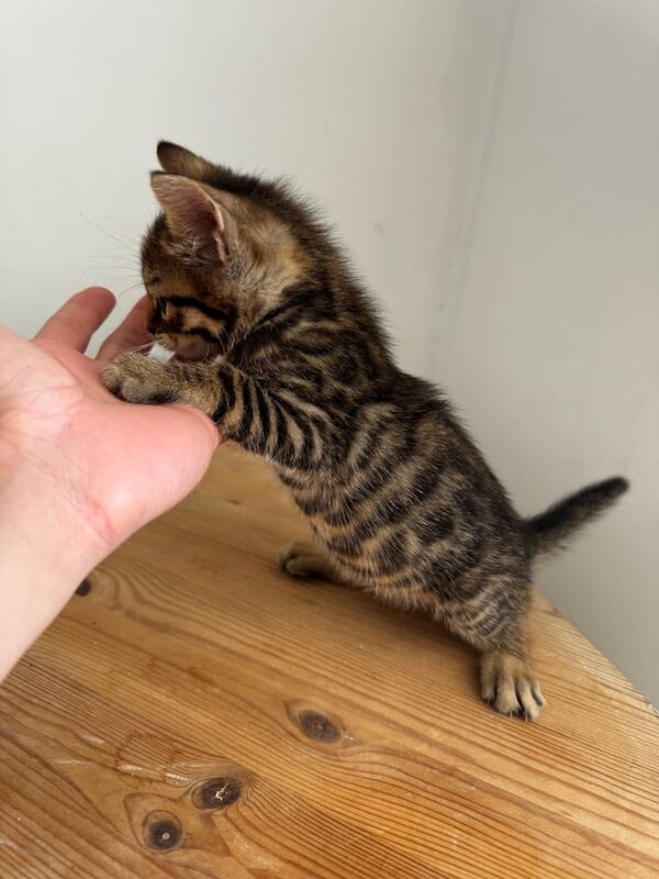 Bengal kittens for sale in Enfield, Greater London – 8 weeks old