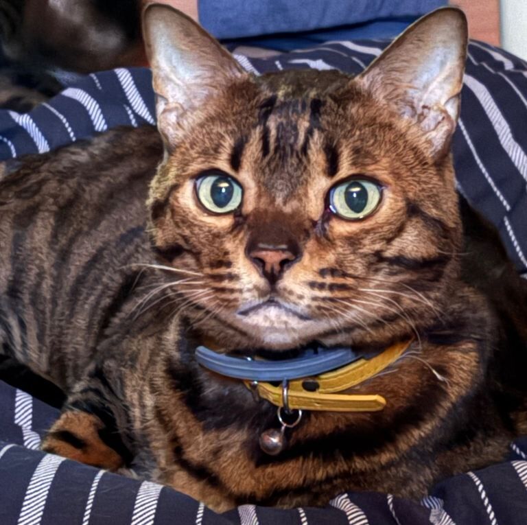 2 bengal cats needing good home