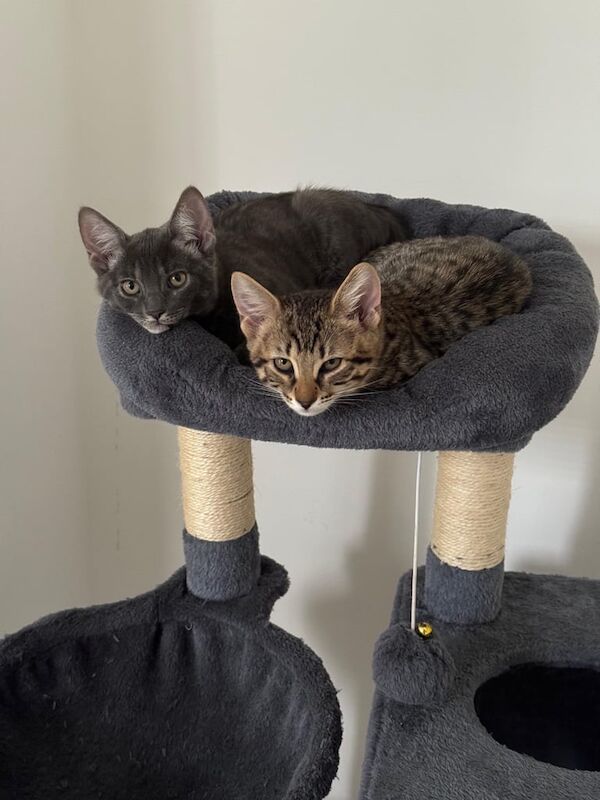 Bengal kittens for sale in Farnham, Surrey – 11 weeks old