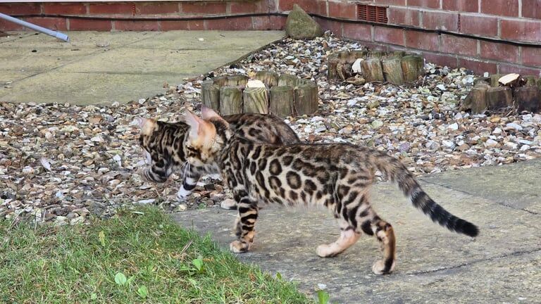 Bengal kittens for sale in Croydon, Greater London – 3 months old
