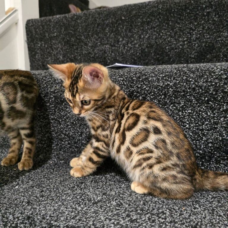 Bengal kittens for sale in Croydon, Greater London – 3 months old - Image 2 of 3