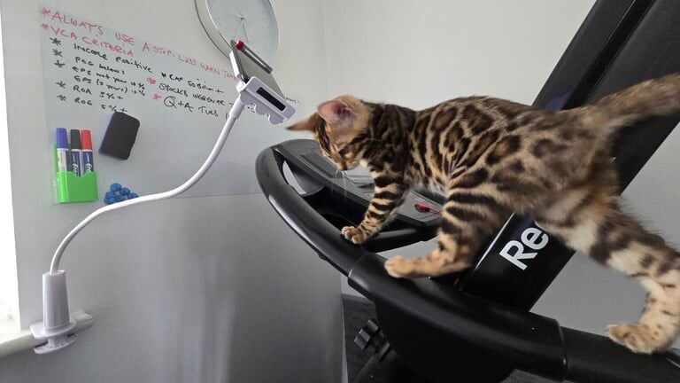 Bengal kittens for sale in Croydon, Greater London – 3 months old - Image 3 of 3