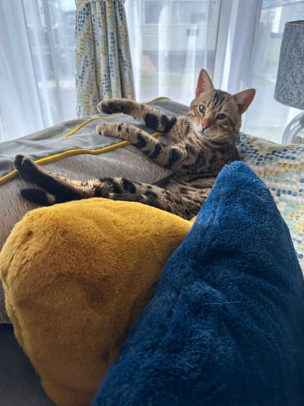 Bengal kittens for sale in Barnsley, South Yorkshire – 7 years old