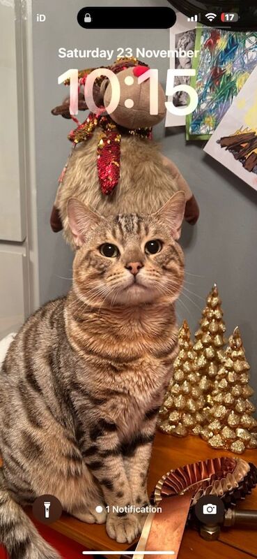 Bengal kittens for sale in Barnsley, South Yorkshire – 7 years old - Image 2 of 4