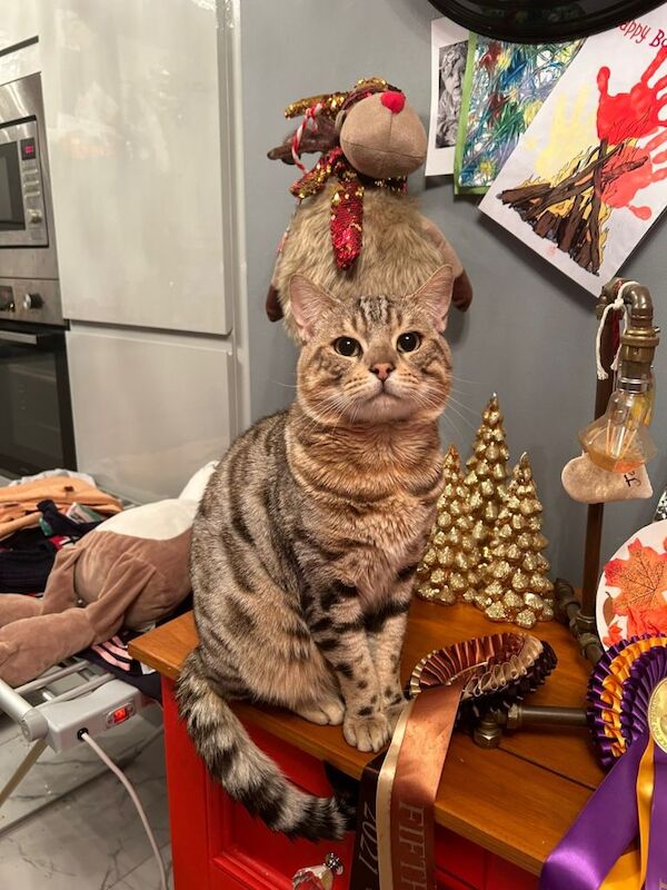 Bengal kittens for sale in Barnsley, South Yorkshire – 7 years old - Image 4 of 4