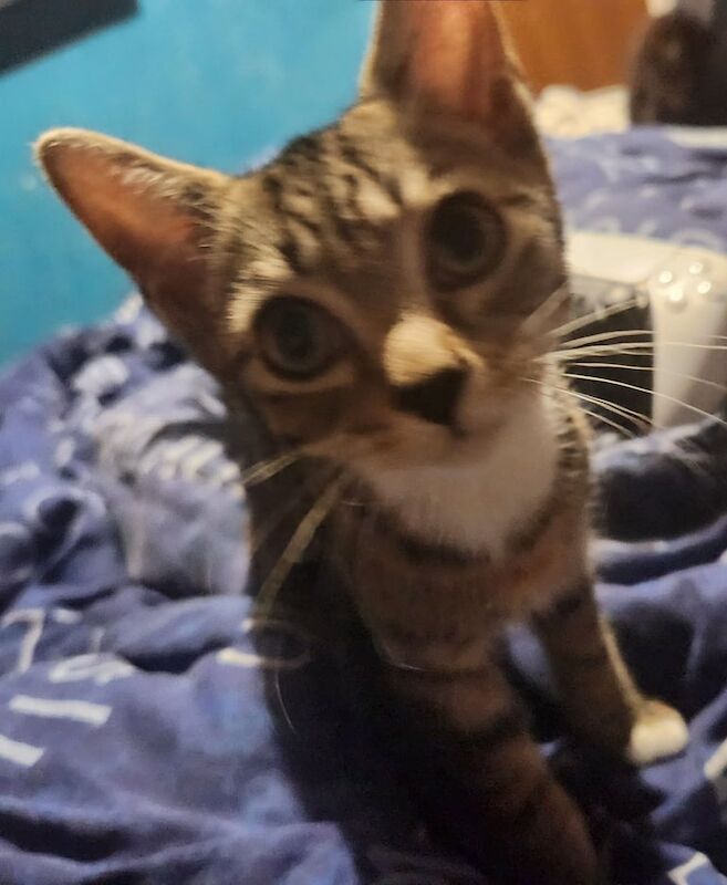 Bengal kittens for sale in Basingstoke, Hampshire – 3 months old