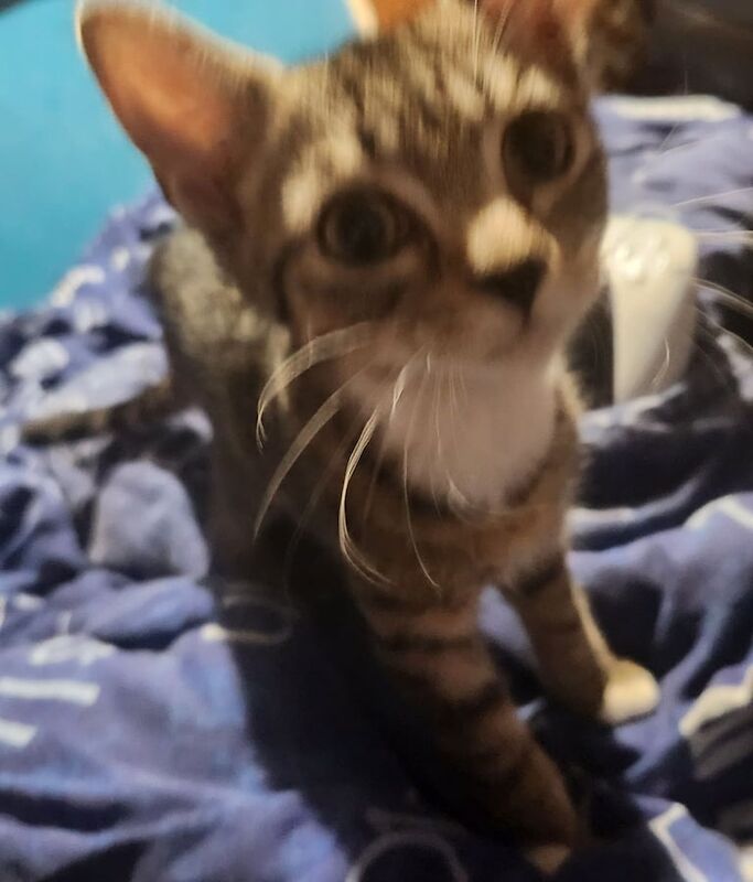 Bengal kittens for sale in Basingstoke, Hampshire – 3 months old - Image 2 of 3