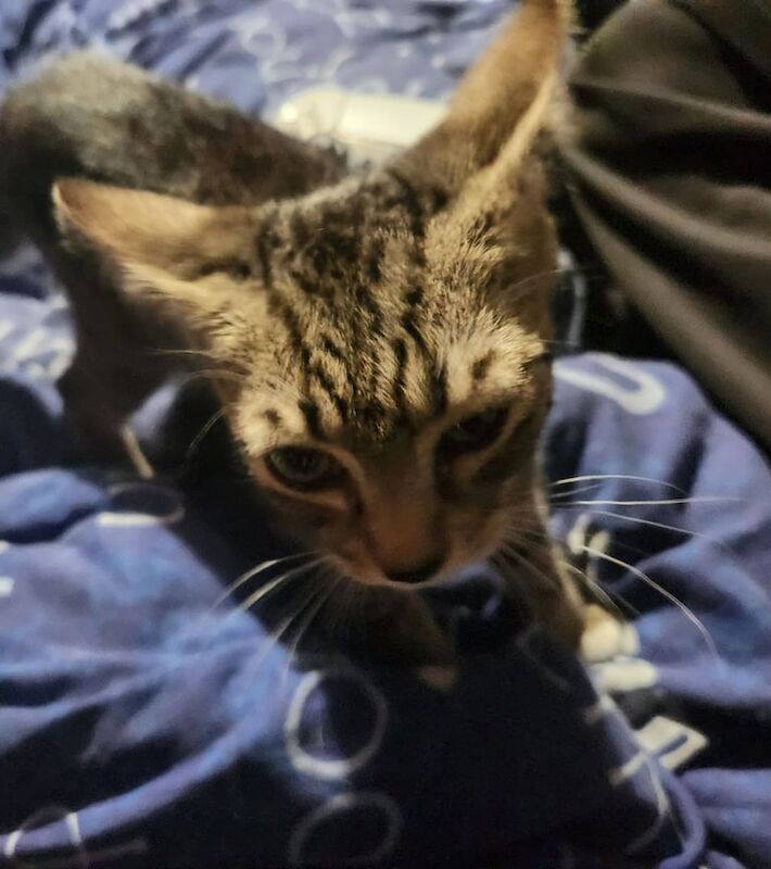 Bengal kittens for sale in Basingstoke, Hampshire – 3 months old - Image 3 of 3