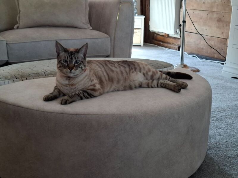 2 bengals for sale - Image 2 of 3
