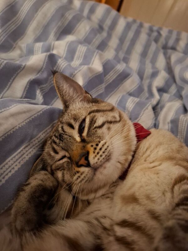2 bengals for sale - Image 3 of 3