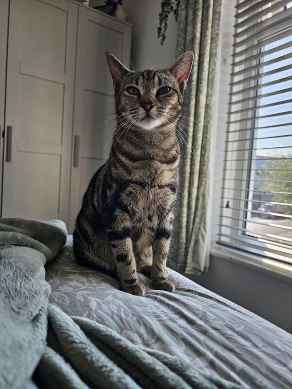 Bengal Kittens For Sale Under £300
