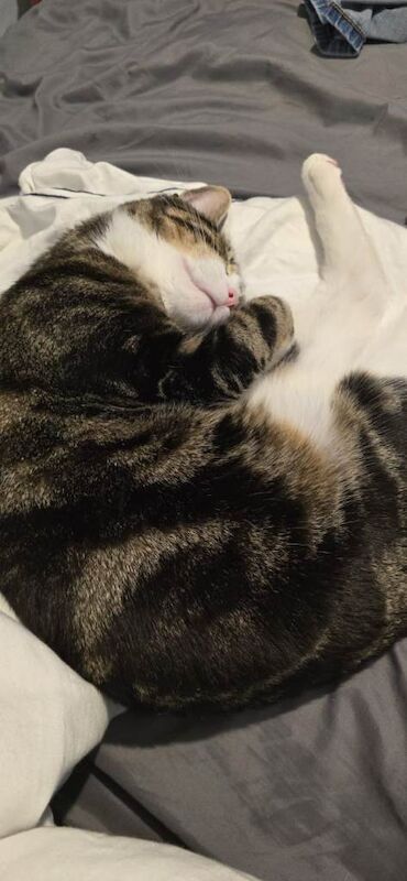 Bengal kittens for sale in Airdrie, Lanarkshire – 1 year old