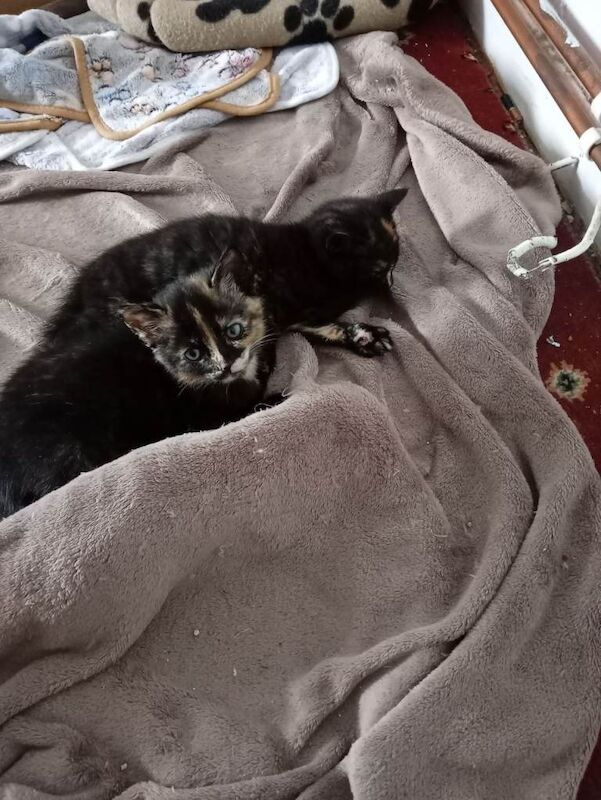 2 female kittens