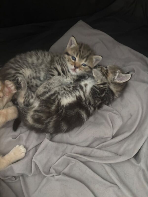 Bengal kittens for sale in Erith, Greater London – 6 weeks old