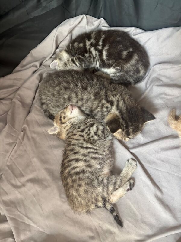 Bengal kittens for sale in Erith, Greater London – 6 weeks old - Image 2 of 3