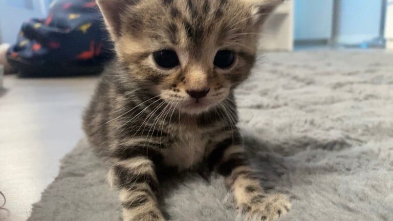 Bengal kittens for sale in Erith, Greater London – 6 weeks old - Image 3 of 3
