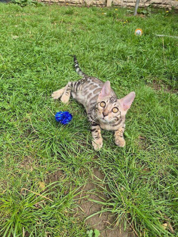 2 Gorgeous Bengal Kittens TICA registered