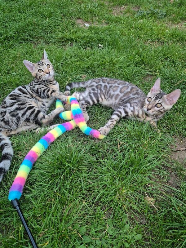 2 Gorgeous Bengal Kittens TICA registered