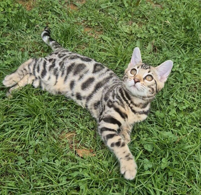 Gorgeous Bengal Girl TICA registered