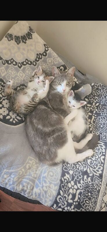 Bengal kittens for sale in Hodgehill, West Midlands – 10 weeks old