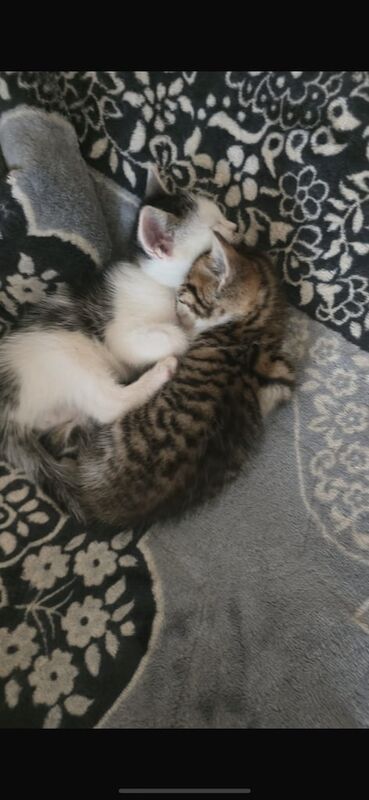Bengal kittens for sale in Hodgehill, West Midlands – 10 weeks old - Image 2 of 3