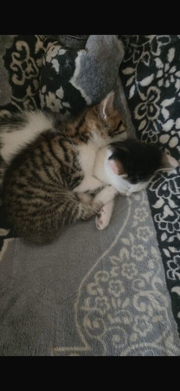 Bengal kittens for sale in Hodgehill, West Midlands – 10 weeks old - Image 3 of 3