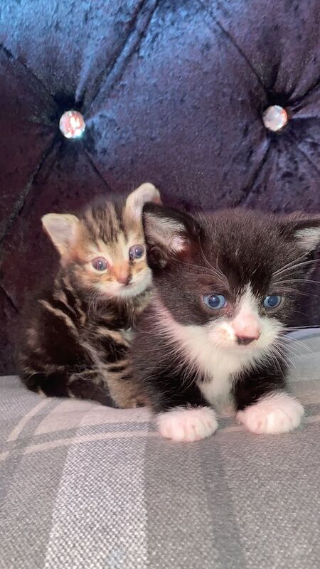 2 kittens to be taken together for sale in Sandwell, West Midlands