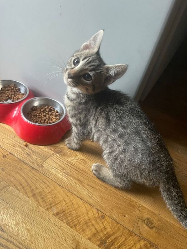 Bengal Kittens For Sale Under £300