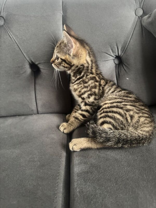 Bengal kittens for sale in Bolton, Greater Manchester – 10 weeks old