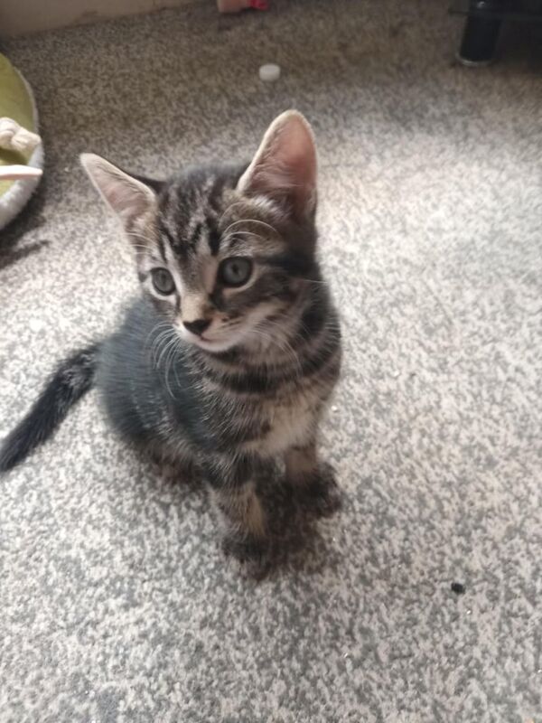 Bengal kittens for sale in Huddersfield, West Yorkshire – 9 weeks old