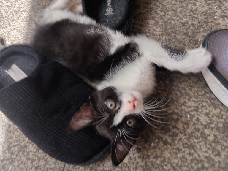 Bengal kittens for sale in Huddersfield, West Yorkshire – 9 weeks old - Image 2 of 3