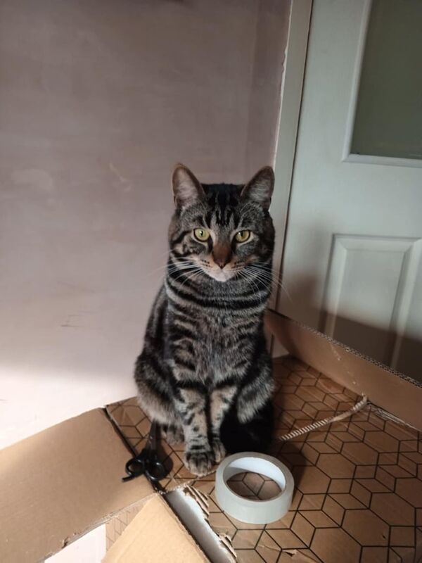 Bengal kittens for sale in Huddersfield, West Yorkshire – 9 weeks old - Image 3 of 3
