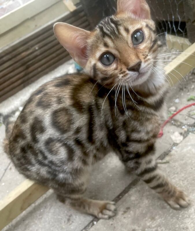 Bengal kittens for sale in Fareham, Hampshire – 3 months old