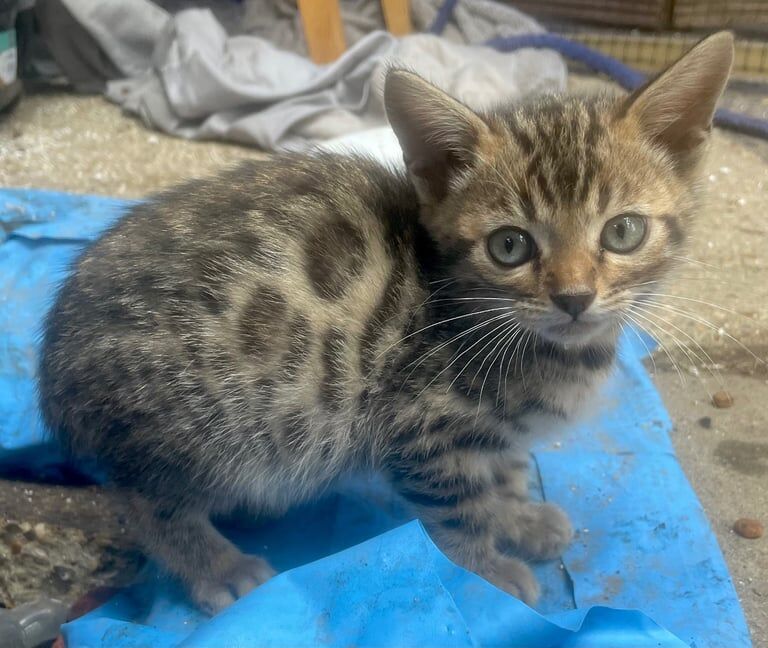 Bengal kittens for sale in Fareham, Hampshire – 3 months old - Image 2 of 2