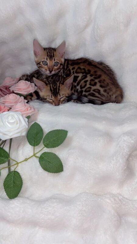 Bengal kittens for sale in Barking, Greater London – 10 weeks old