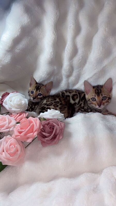 Bengal kittens for sale in Barking, Greater London – 10 weeks old - Image 2 of 6