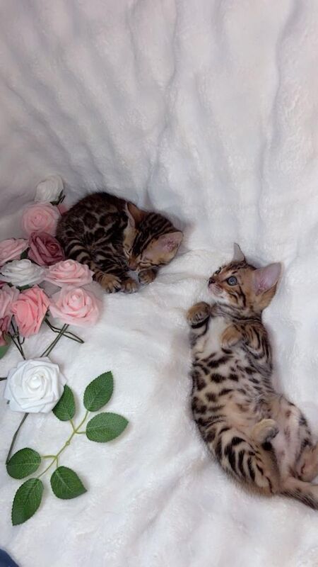 Bengal kittens for sale in Barking, Greater London – 10 weeks old - Image 3 of 6