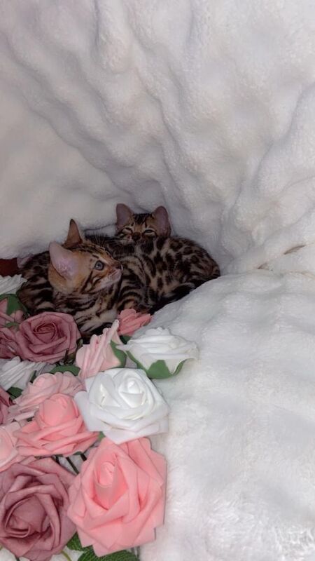 Bengal kittens for sale in Barking, Greater London – 10 weeks old - Image 4 of 6