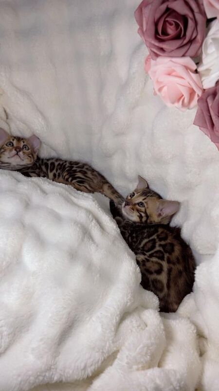 Bengal kittens for sale in Barking, Greater London – 10 weeks old - Image 5 of 6