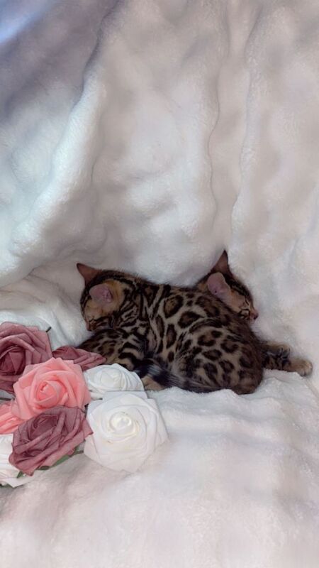 Bengal kittens for sale in Barking, Greater London – 10 weeks old - Image 6 of 6
