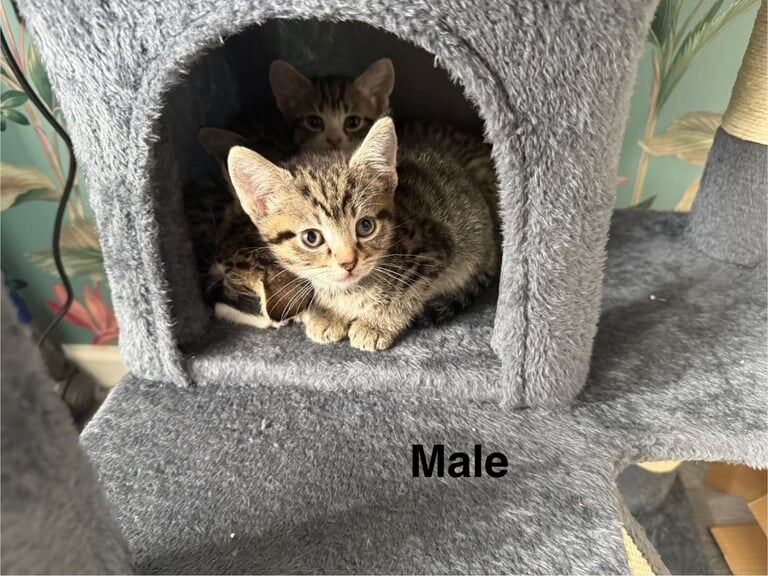 Bengal kittens for sale in Liverpool, Merseyside – 10 weeks old